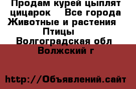 Продам курей цыплят,цицарок. - Все города Животные и растения » Птицы   . Волгоградская обл.,Волжский г.